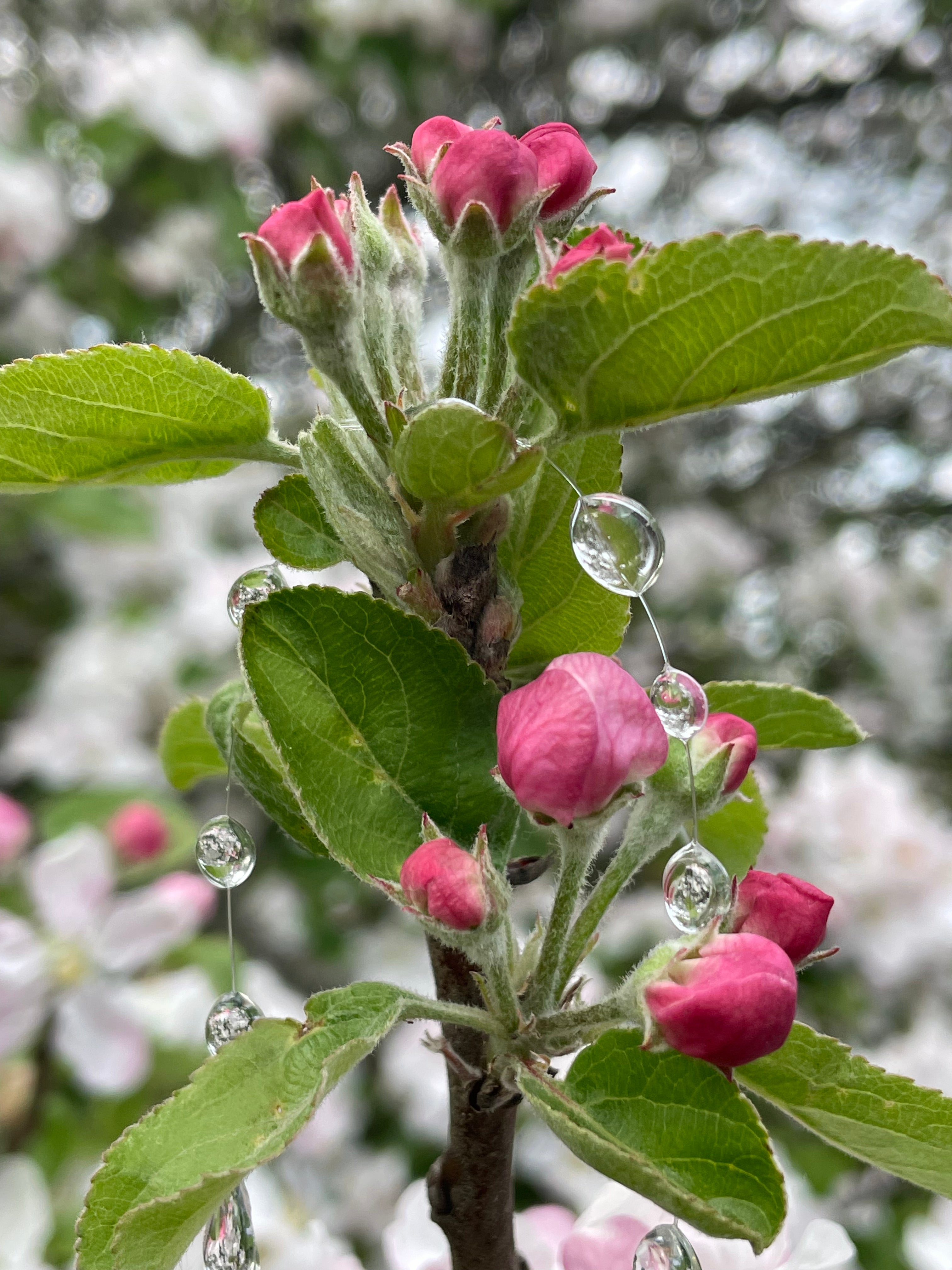 Layered Raindrops Necklace
