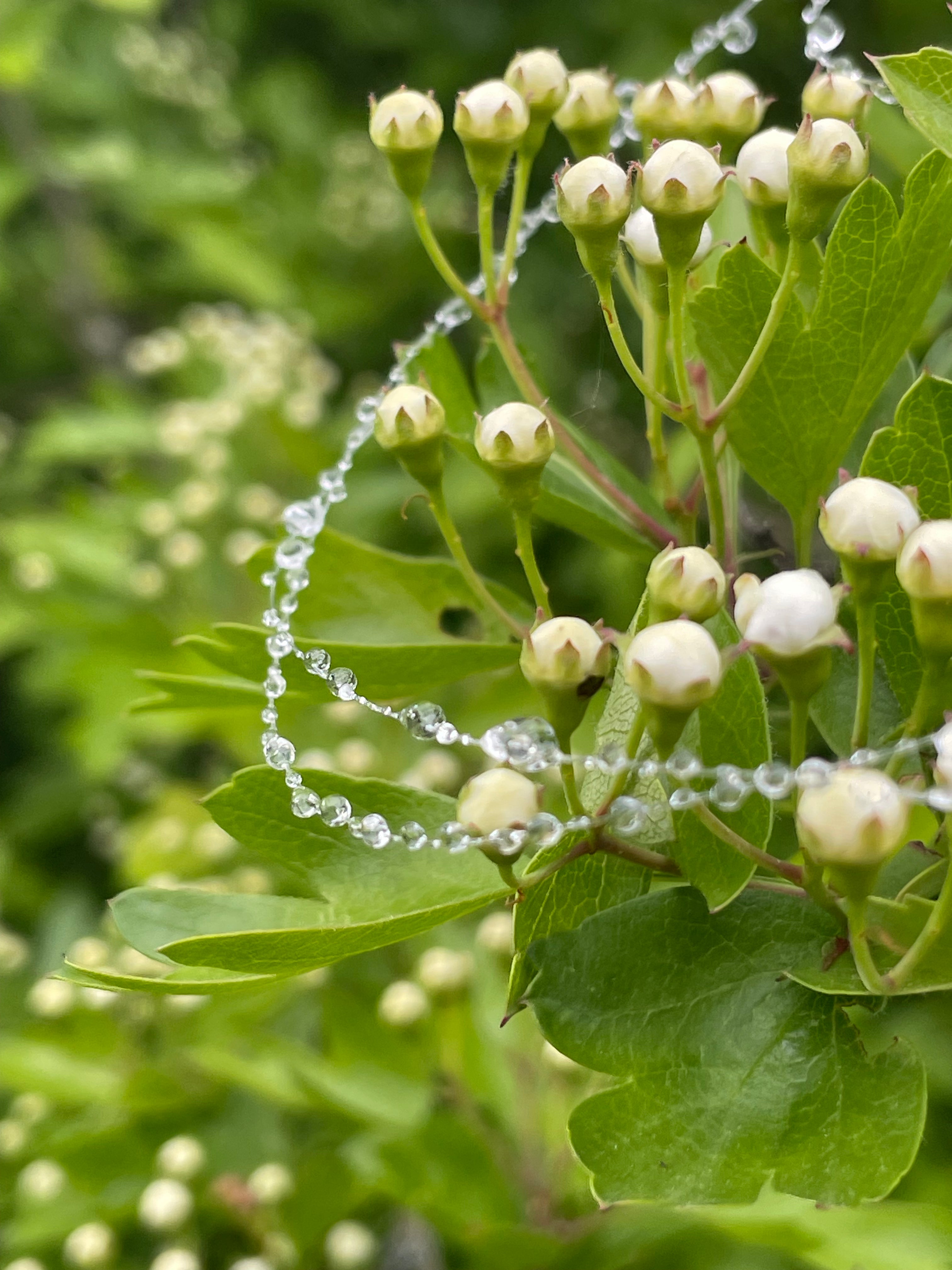 Long Mist Choker Necklace
