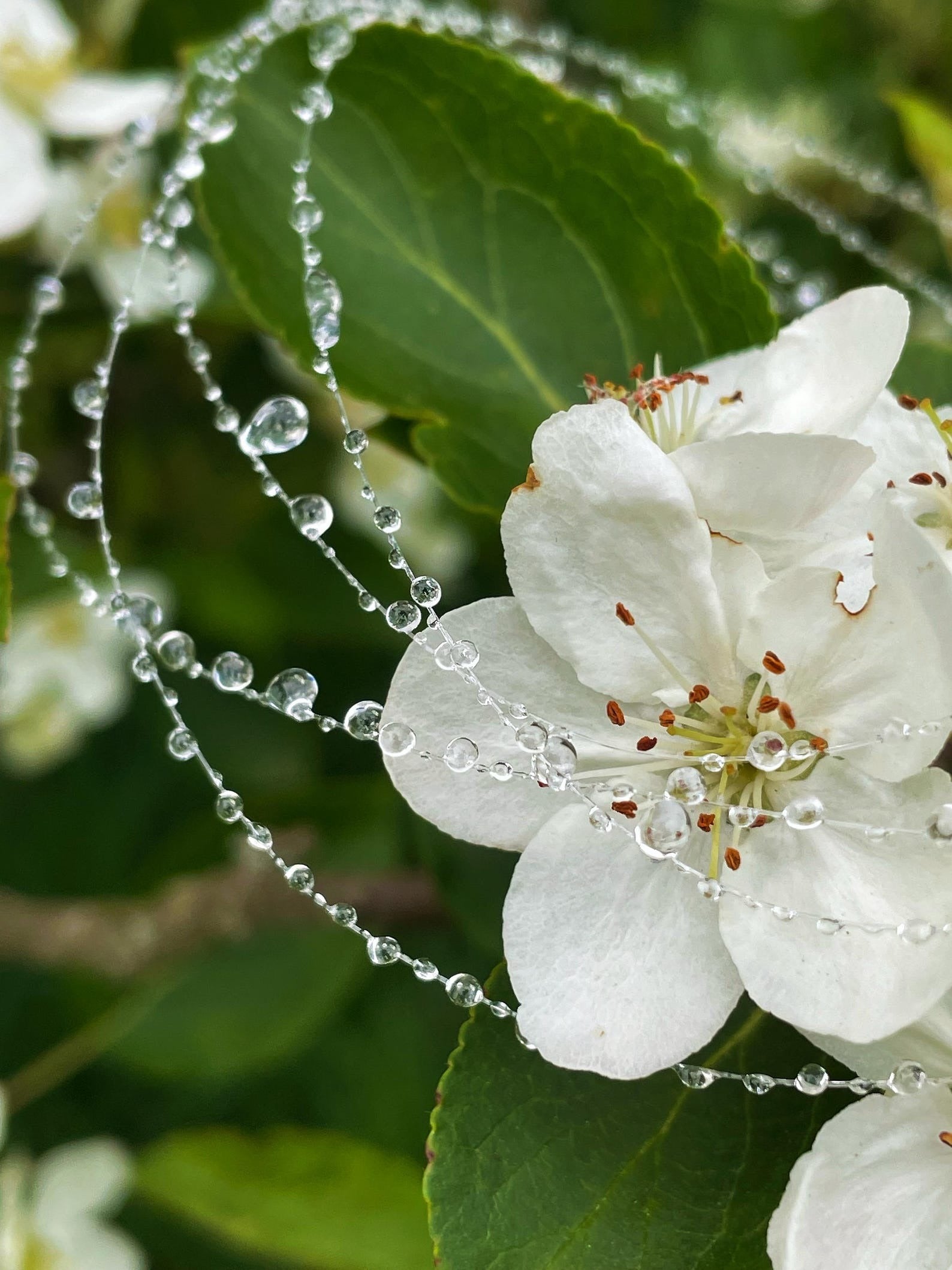 Mist Choker Necklace