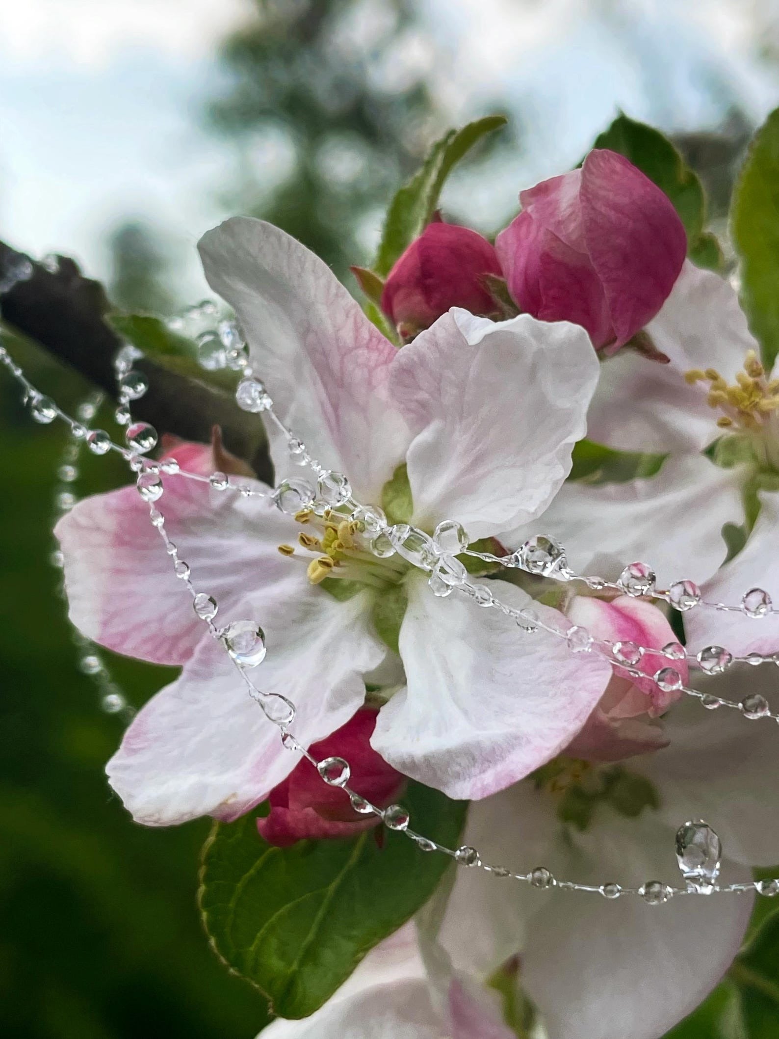 Long Mist Choker Necklace