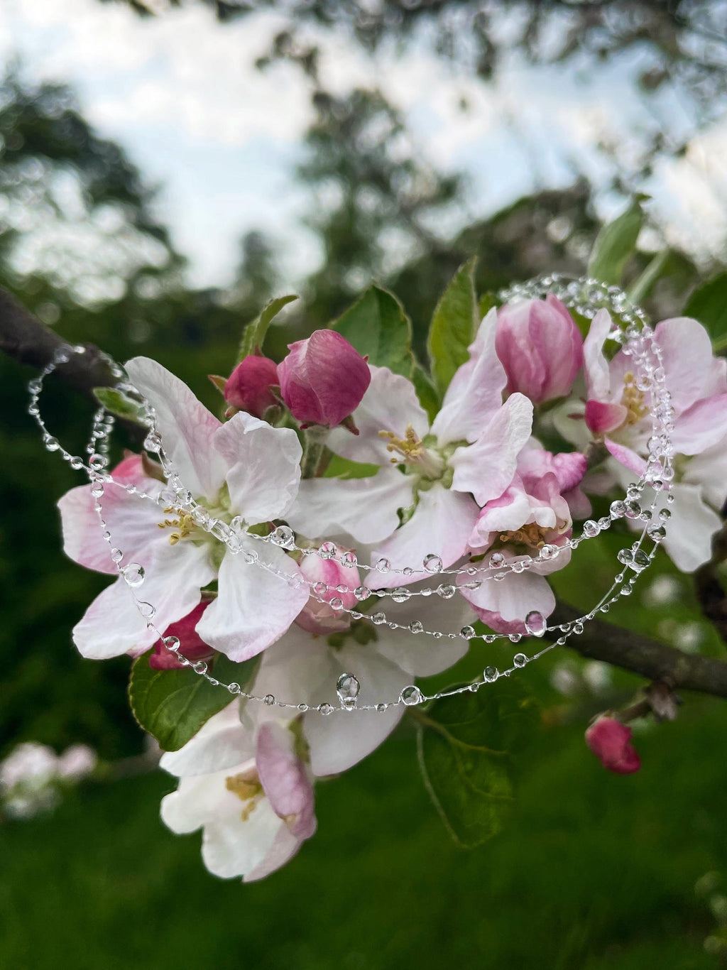 Mist Choker Necklace